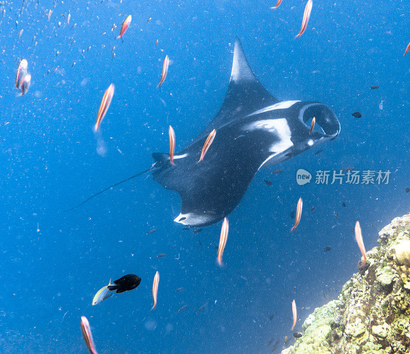 远洋蝠鲼(Manta birostris)游过清洁站。在世界自然保护联盟的红色名单中，这些优雅的动物正在成为野外罕见的景象。